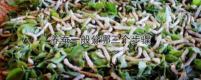 养蚕一般分哪三个步骤 养蚕有哪几个环节