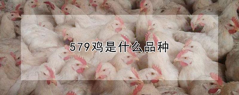 579鸡是什么品种 579鸡是什么品种好吃吗