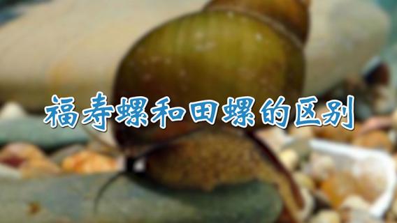 福寿螺和田螺的区别（福寿螺和田螺的区别肉）
