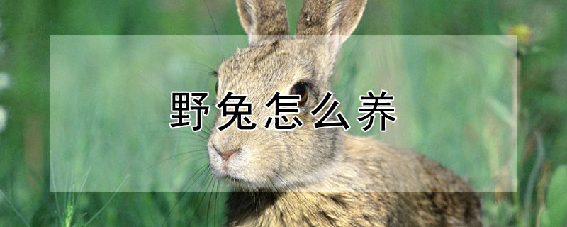 野兔怎么养 野兔能养活吗