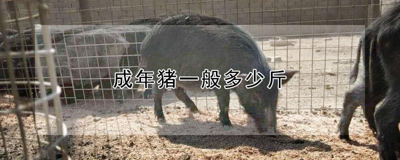 成年猪一般多少斤 家养成年猪一般多少斤