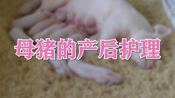 母猪的产后护理 母猪的产后护理小说