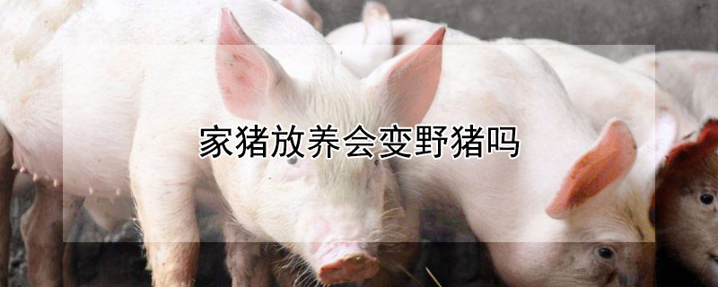 家猪放养会变野猪吗（家猪放养会变野猪吗为什么）