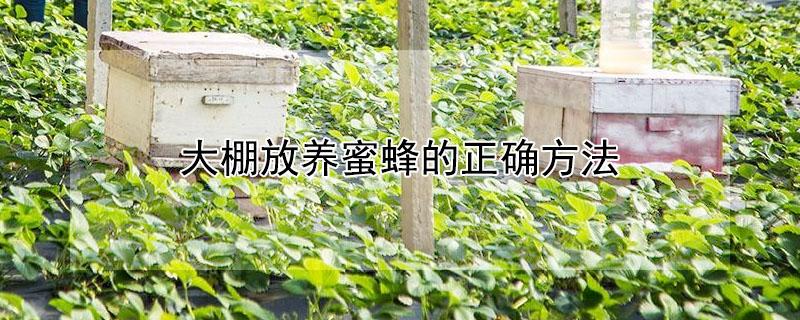 大棚放养蜜蜂的正确方法 大棚放养蜜蜂的正确方法是什么