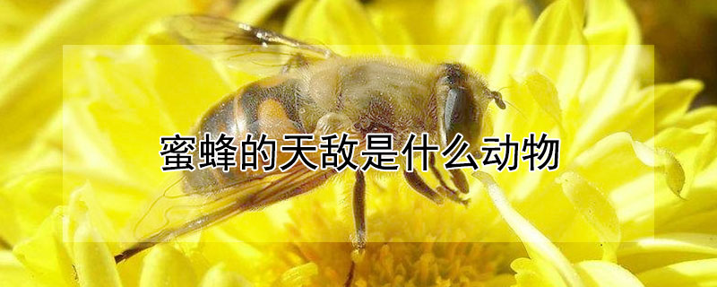蜜蜂的天敌是什么动物 蜜蜂最怕三种克星