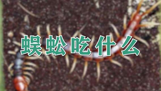 蜈蚣吃什么（蜈蚣吃什么的）