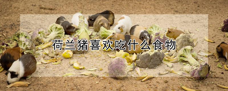 荷兰猪喜欢吃什么食物 荷兰猪吃什么食物图片