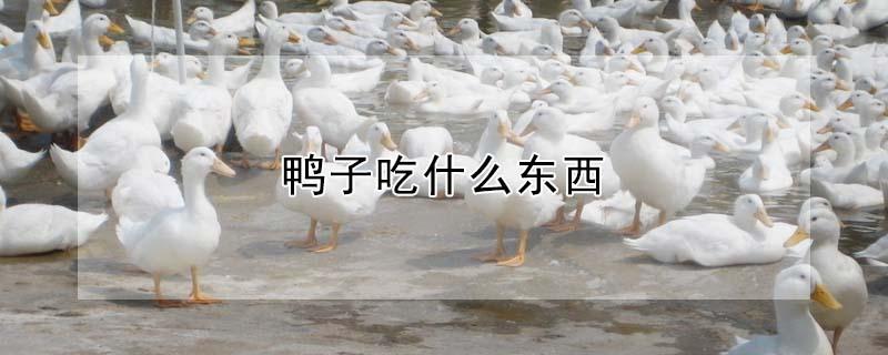 鸭子吃什么东西（小鸭子吃什么东西）