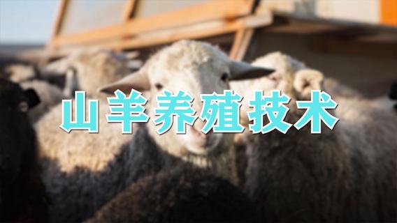 山羊养殖技术（山羊养殖技术视频教程）
