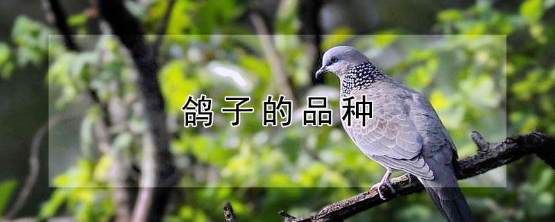 鸽子的品种（鸽子的品种有哪些）