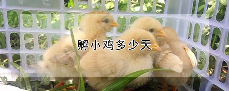 孵小鸡多少天 孵小鸡多少天出壳
