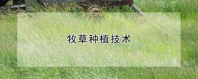 牧草种植技术 牧草种植技术完整版