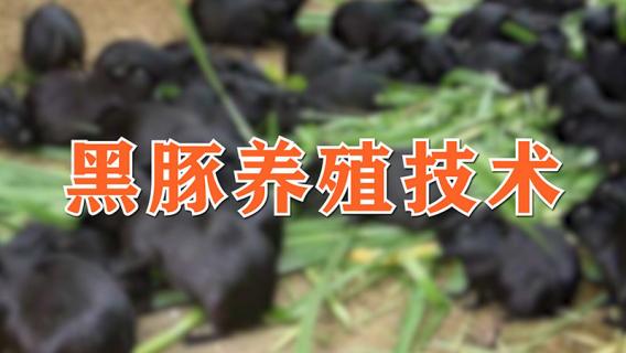 黑豚养殖技术（养1000只豚鼠一年有多少利润）