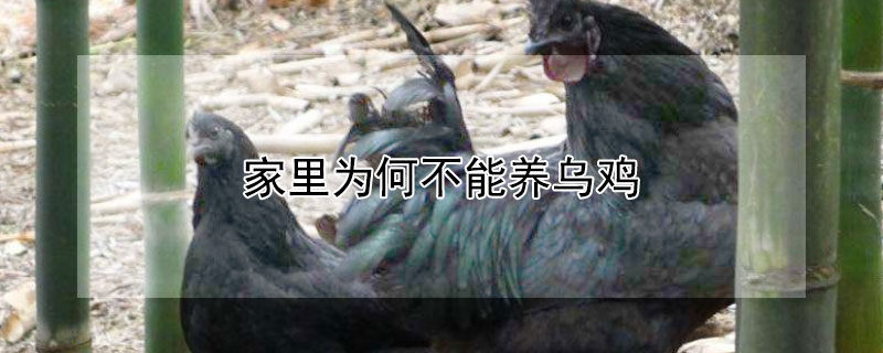 家里为何不能养乌鸡 四种人不宜喝乌鸡汤吗