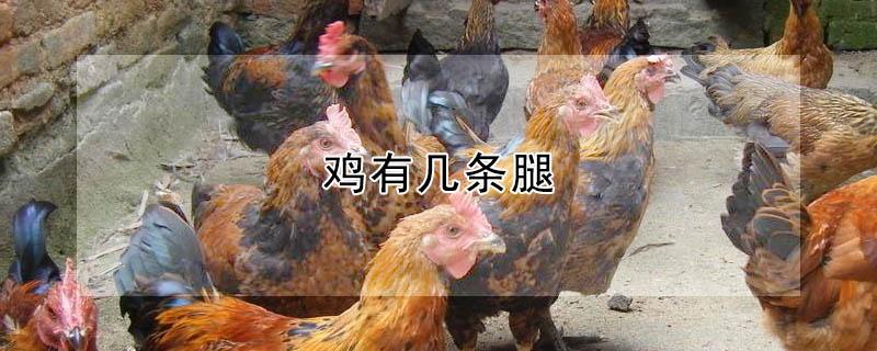 鸡有几条腿（兔子有几条腿）