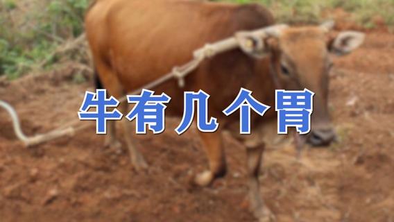 牛有几个胃（牛有几个胃,都有什么作用）