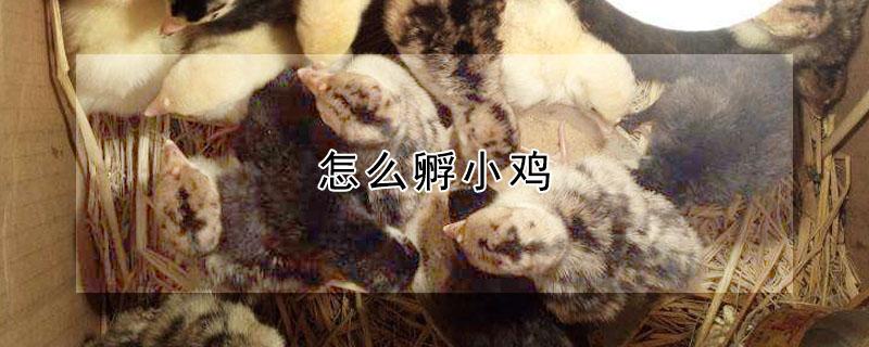 怎么孵小鸡 怎么孵小鸡最快2天