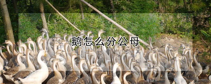 鹅怎么分公母(鹅公母怎么分)