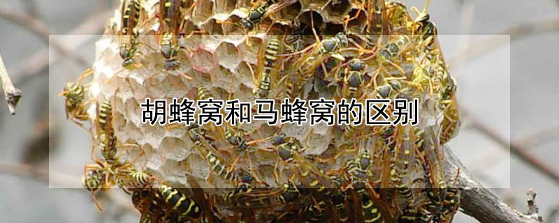 胡蜂窝和马蜂窝的区别（马蜂窝怎么用壮阳）