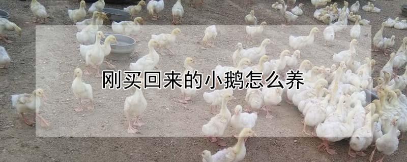 刚买回来的小鹅怎么养 怎样养小鹅成活率最高