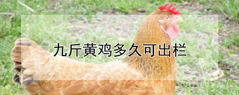 九斤黄鸡多久可出栏 九斤黄鸡多少天下蛋