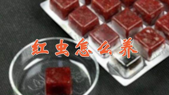 红虫怎么养 红虫怎么养吃什么东西