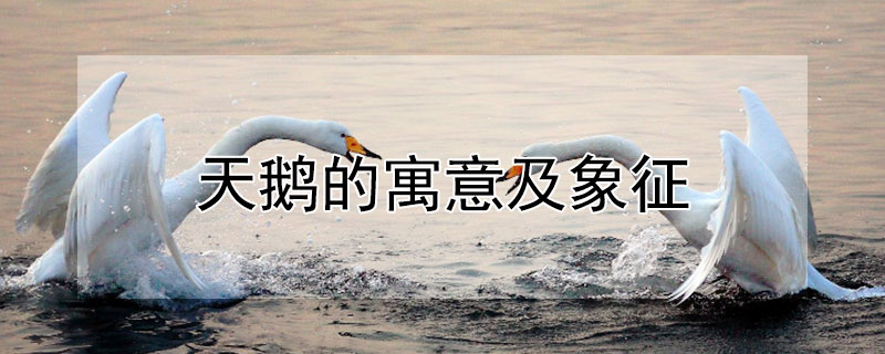 天鹅的寓意及象征 白天鹅的寓意及象征爱情