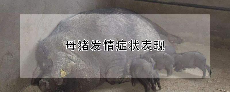 母猪发情症状表现(母猪发情症状表现是什么)