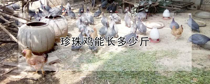 珍珠鸡能长多少斤（珍珠鸡为什么没人养）
