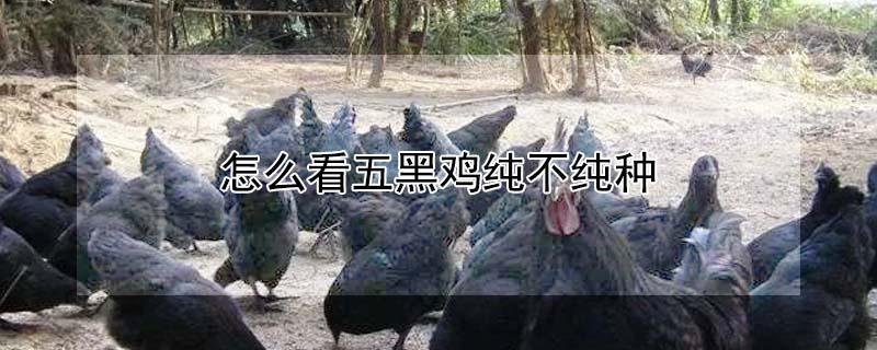 怎么看五黑鸡纯不纯种（怎么看五黑鸡纯不纯种图片）