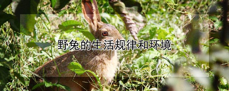 野兔的生活规律和环境（野兔的生活规律和环境,一般活动范围有多大）