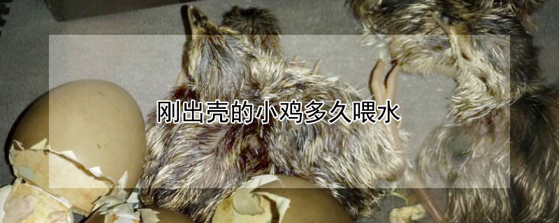 刚出壳的小鸡多久喂水 刚出壳的小鸡多久喂水好