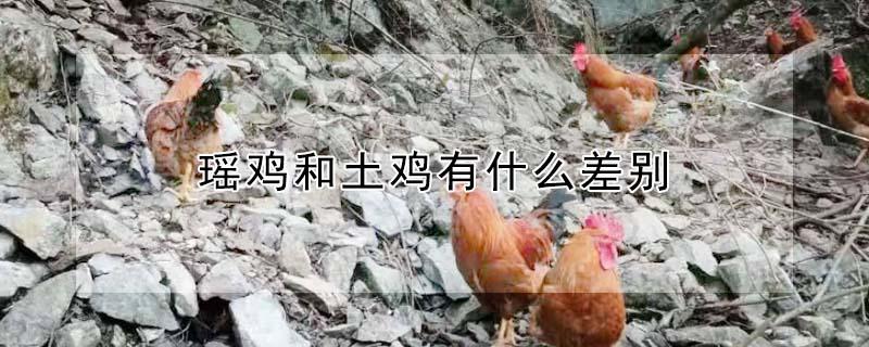 瑶鸡和土鸡有什么差别 瑶土鸡的图片