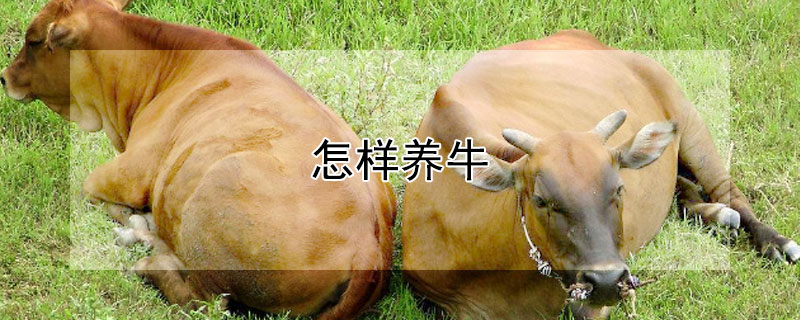 怎样养牛（怎样养牛才能致富）