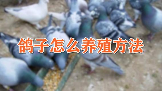 鸽子怎么养殖方法 养鸽技术及鸽子养殖方法