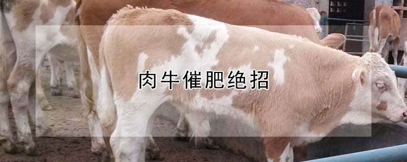 肉牛催肥绝招（肉牛催肥方法）