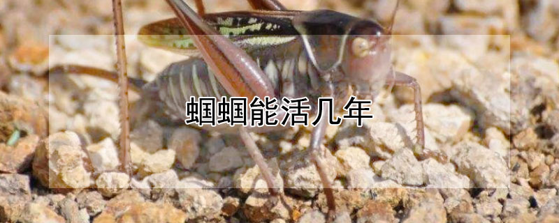 蝈蝈能活几年 蝈蝈能活到几岁