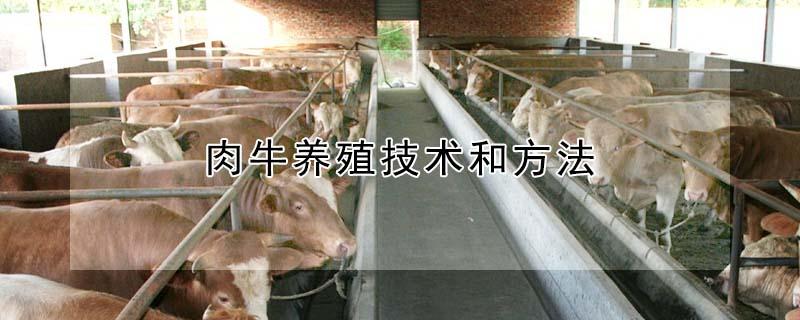 肉牛养殖技术和方法（养牛大棚建设图片）