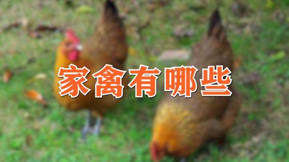 家禽有哪些（家禽有哪些动物图片）