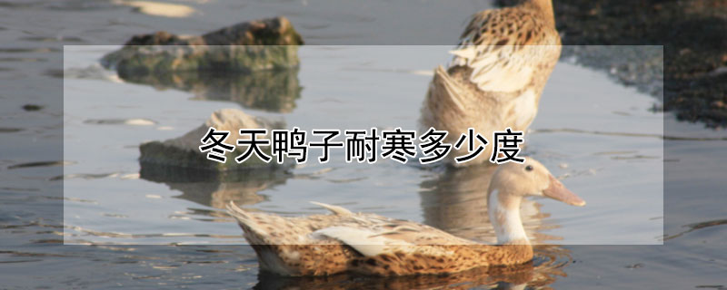 冬天鸭子耐寒多少度（鸭子耐寒最低温度）