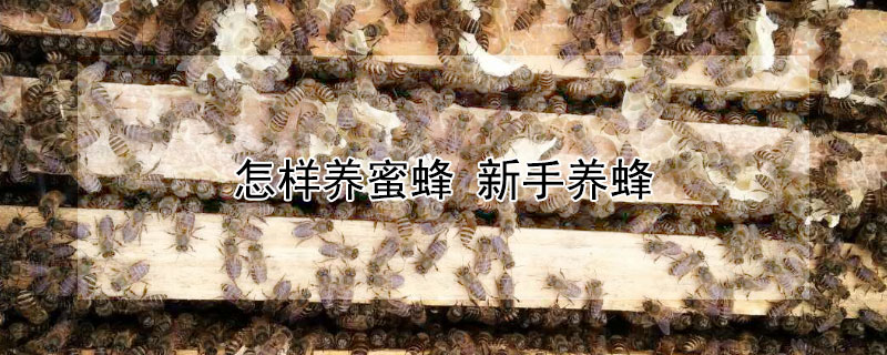 怎样养蜜蜂 怎样养蜜蜂 新手养蜂