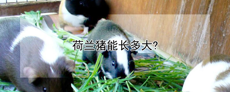 荷兰猪能长多大?（为什么不建议养荷兰猪）