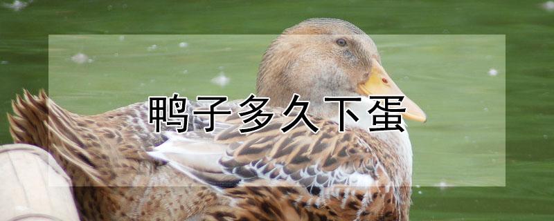 鸭子多久下蛋 鸭子多久下蛋一次