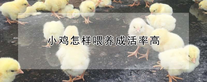 小鸡怎样喂养成活率高 雏鸡前10天的饲养技术