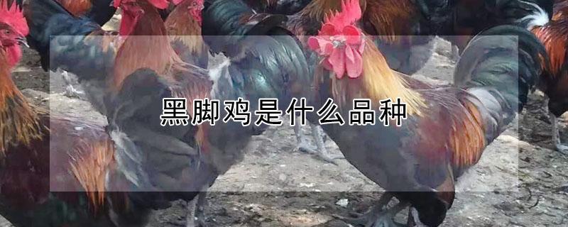 黑脚鸡是什么品种 黑脚鸡是什么品种的鸡