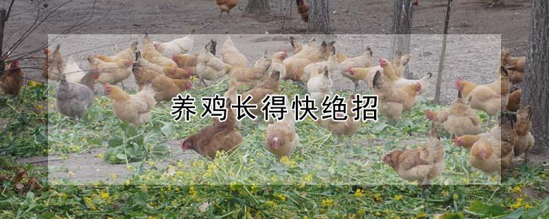 养鸡长得快绝招（如何养鸡长得快长得肥）