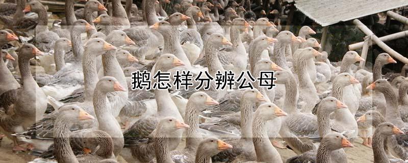 鹅怎样分辨公母（鉴别大鹅公母最准确的方法）