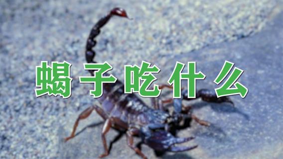 蝎子吃什么（蝎子吃什么食物长得快）
