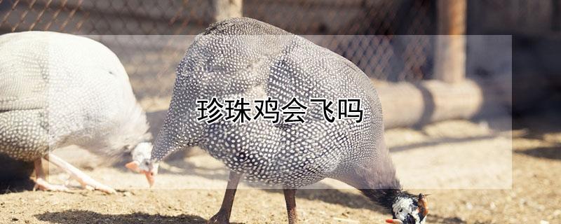 珍珠鸡会飞吗 珍珠鸡会飞吗要圈起来养吗