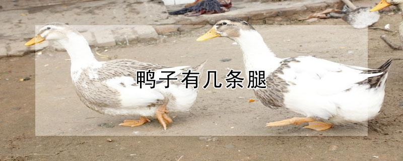 鸭子有几条腿 鸭子有几条腿图片